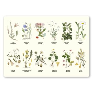 Underlägg Landskapsblommor 42×29