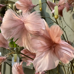 Fjäderblommor gammelrosa 12-pack