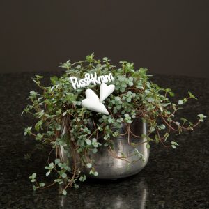 Blomstick Hjärta Vit 3 cm 3-pack