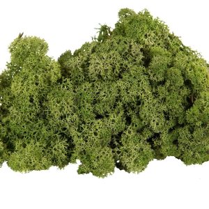 Dekorationsmossa mellangrön