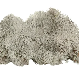 Dekorationsmossa grå